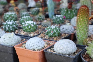 Satmak için güzel kaktüs