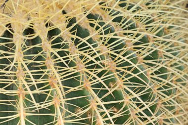 Satmak için güzel kaktüs