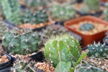 Satmak için güzel kaktüs