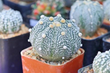 Satmak için güzel kaktüs