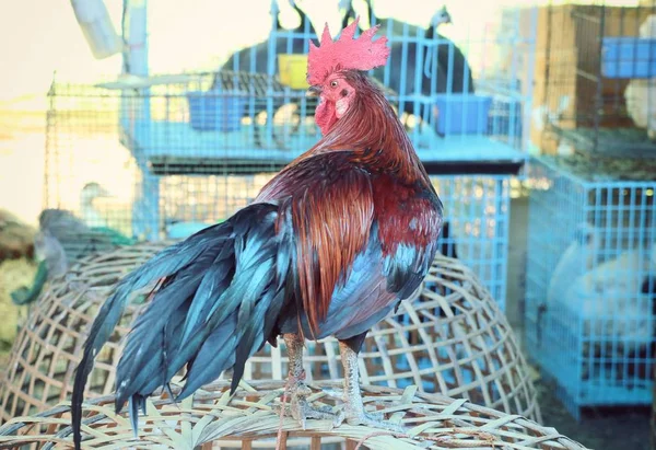 Bantam Chicken Market — Stock Photo, Image