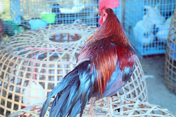 Bantam Pollo Nel Mercato — Foto Stock