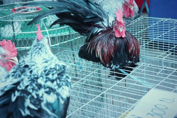 Bantam Pollo Nel Mercato — Foto Stock