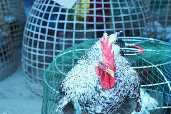 バンタム鶏市場で — ストック写真
