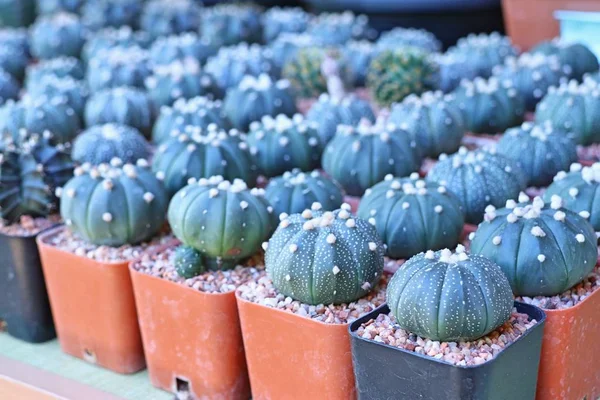 Satmak için güzel kaktüs