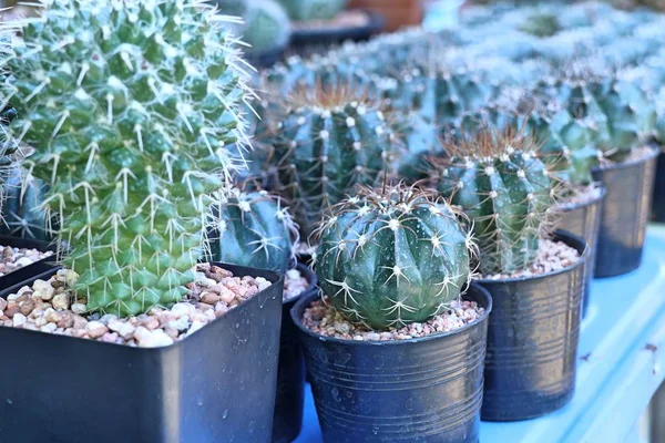 Satmak için güzel kaktüs