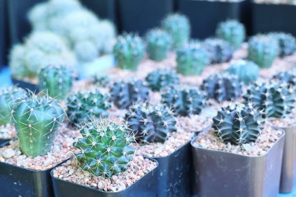 Satmak için güzel kaktüs