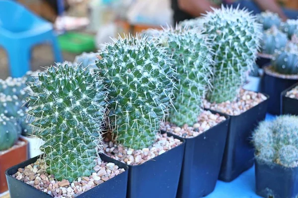 Satmak için güzel kaktüs