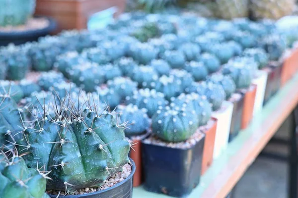 Satmak için güzel kaktüs