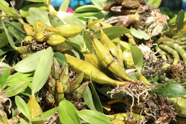 Yabani orkide Satılık