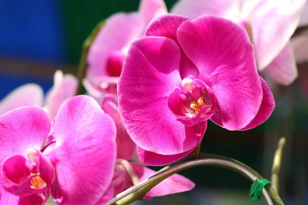 Tropikal Pembe Orkide Çiçek — Stok fotoğraf