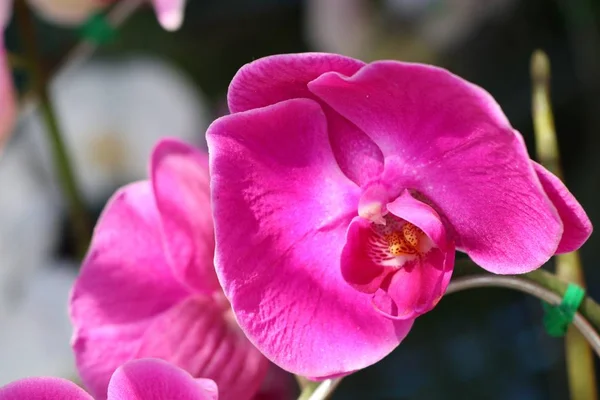 Flor Orquídea Rosa Tropical —  Fotos de Stock