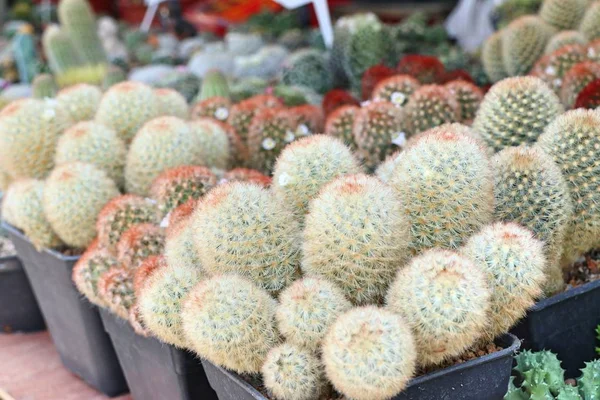 Bellissimo Cactus Vendita — Foto Stock