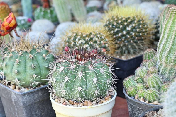 Vackra Kaktus För Sälj — Stockfoto
