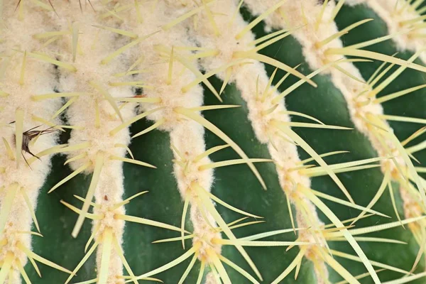 Beautiful Cactus Sell — Stock Photo, Image