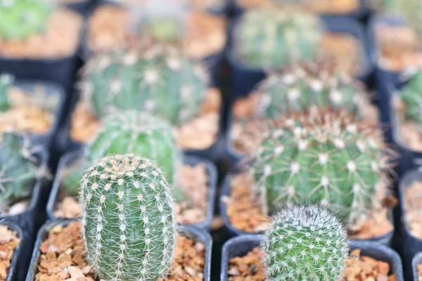 Satmak için güzel kaktüs