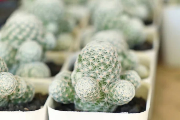 Beautiful Cactus Sell — Stock Photo, Image