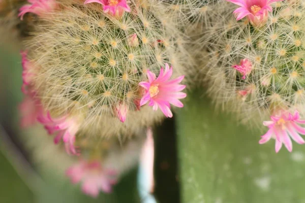 Hermoso Cactus Venta — Foto de Stock