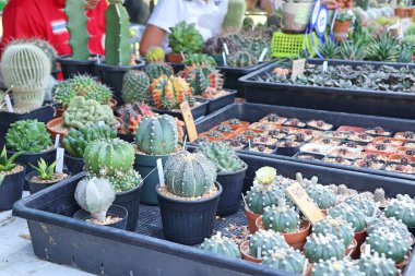 Satmak için güzel kaktüs