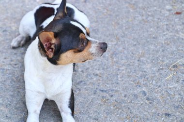 Chihuahua köpek yolda