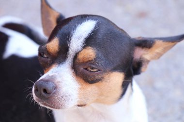 Chihuahua köpek yolda