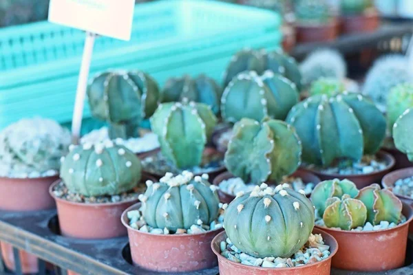 Eladó Gyönyörű Kaktusz — Stock Fotó