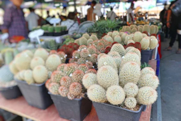 Bellissimo Cactus Vendita — Foto Stock