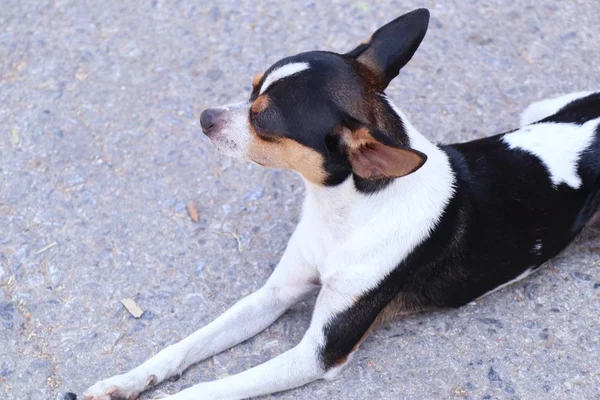 Chihuahua Dog Úton — Stock Fotó