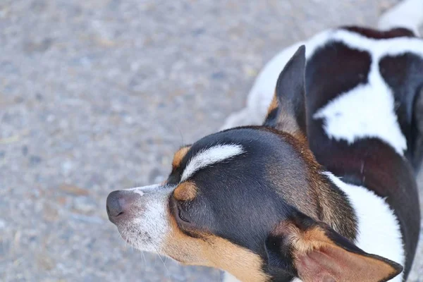 Chihuahua Dog Úton — Stock Fotó