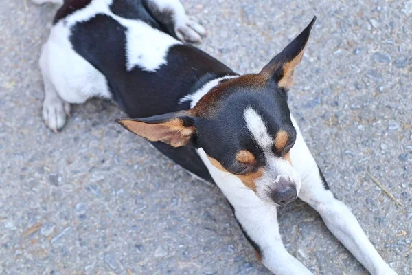 道路上のチワワ犬 — ストック写真