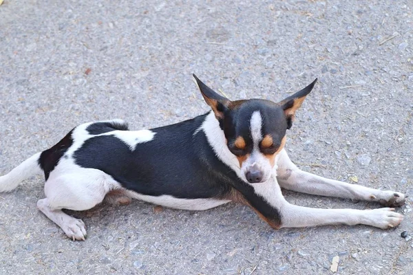 Chihuahua Cane Sulla Strada — Foto Stock