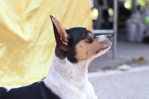 道路上のチワワ犬 — ストック写真