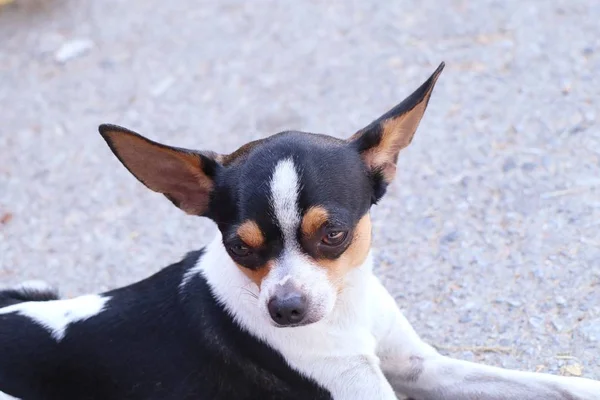 Chihuahua Cane Sulla Strada — Foto Stock