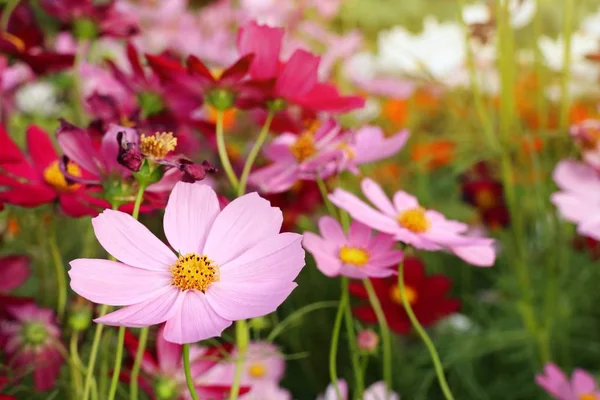 Cosmos Flores Tropical — Foto de Stock