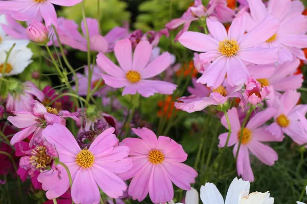 Cosmos Flores Tropical — Foto de Stock