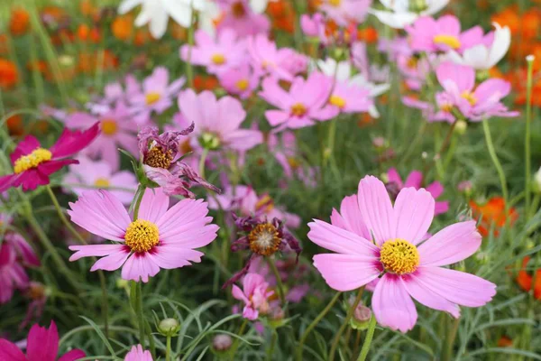 Cosmos Flores Tropical — Foto de Stock