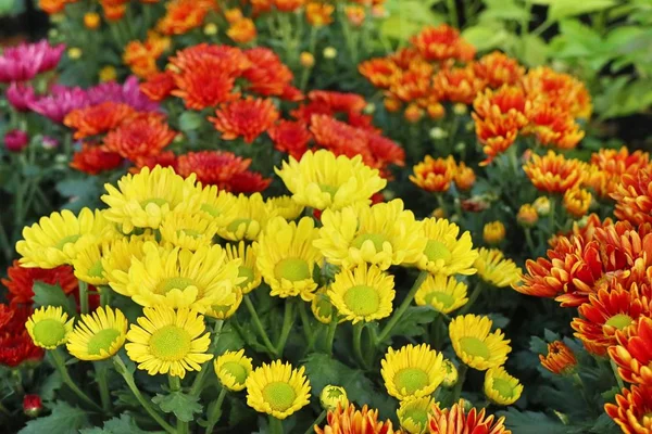 Květ Chryzantémy Tropických — Stock fotografie