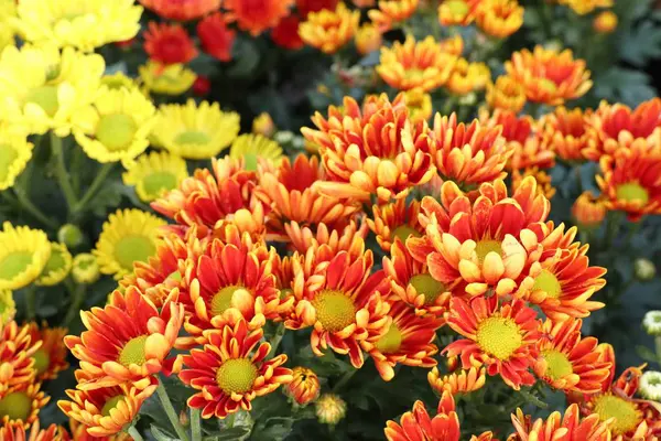 Chryzantema Kwiat Tropikalnych — Zdjęcie stockowe