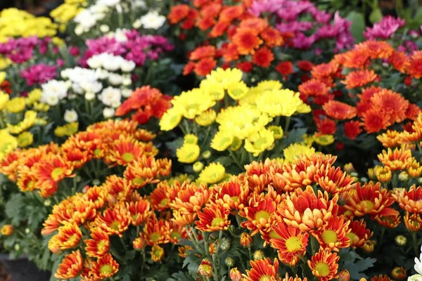 Chryzantema Kwiat Tropikalnych — Zdjęcie stockowe