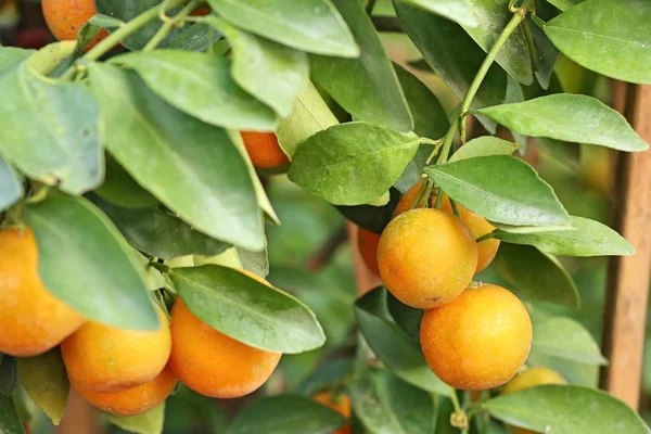 Апельсиновое Дерево Саду — стоковое фото