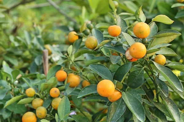 Orange Tree Garden — Stock Photo, Image