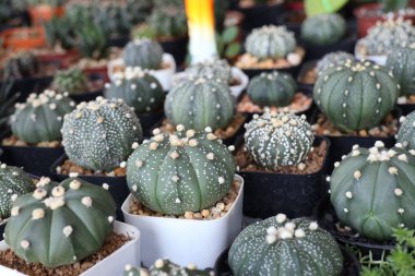 Satmak için güzel kaktüs