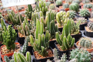 Satmak için güzel kaktüs