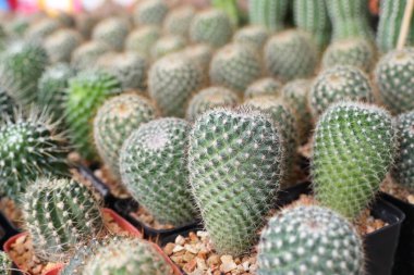 Satmak için güzel kaktüs