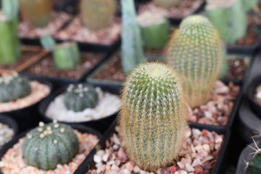 Satmak için güzel kaktüs