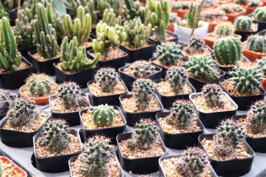 Satmak için güzel kaktüs