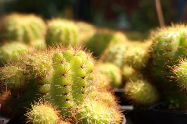 Satmak için güzel kaktüs