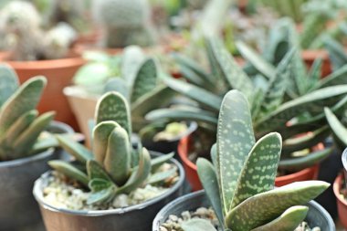 Satmak için güzel kaktüs