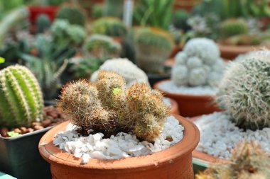 Satmak için güzel kaktüs