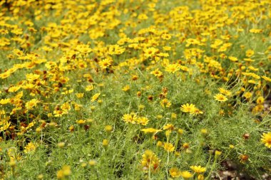 Tropikal papatya çiçeği